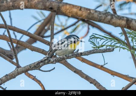 A Yellow-throated Warbler, Setophaga dominica, in a tree at the South Padre Island Birding Center in Texas. Stock Photo
