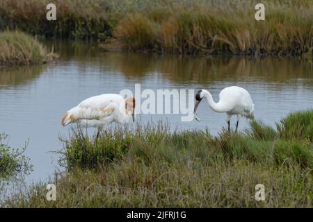 A Whooping Crane, Grus americana, catching an Atlantic Blue Crab in the Aransas National Wildlife Refuge in Texas.  The crane with the rusty head is a
