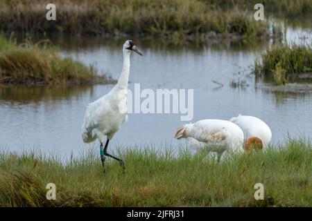 A family of Whooping Cranes, Grus americana, in the Aransas National Wildlife Refuge.  The juvenile bird has the rusty coloration on its head, neck an Stock Photo