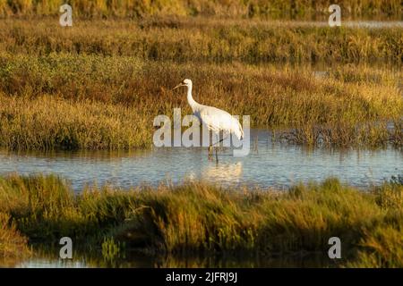 An adult Whooping Crane, Grus americana, wading in a saltwater marsh in the Aransas National Wildlife Refuge in Texas.