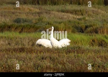 A family of Whooping Cranes, Grus americana, in the Aransas National Wildlife Refuge.  The juvenile bird has the rusty coloration on its head, neck an Stock Photo