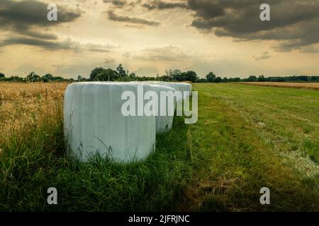 Foiled hay bales in a field and cloudy sky, summer rural view Stock Photo