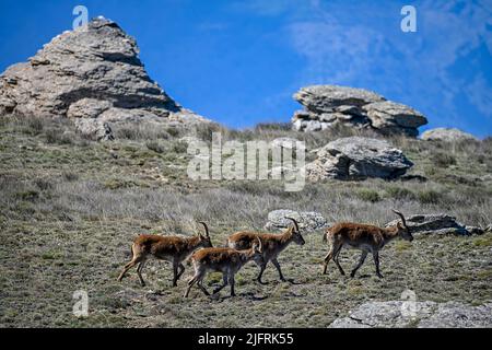 The Iberian ibex or ibex is one of the species of bovids of the genus Capra that exist in Europe. Stock Photo