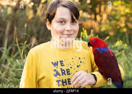 A boy holding an australian red and blue female eclectus parrot, the parrot is wearing a harness and is outside Stock Photo