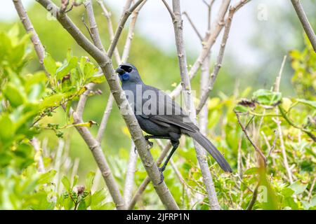 Kokako (Callaeus cinereus) New Zealand endemic. Endangered species, Credit:Robin Bush / Avalon