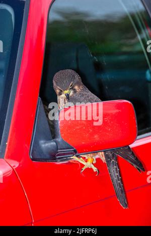Bird in car mirror hi-res stock photography and images - Page 2