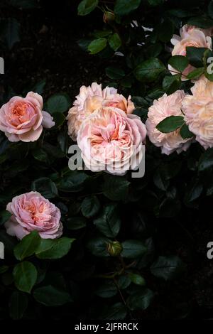 Rosa Joie de Vivre Korfloci a sweetly scented pale peachy pink  Floribunda rose growing in a garden in Newquay in Cornwall in the UK. Stock Photo