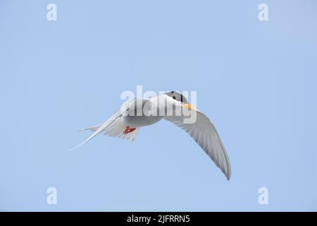Black-fronted Tern (Chlidonias albostriatus) in flight, near Mount Cook, South Island, New Zealand. Endangered endemic species., Credit:Robin Bush / A Stock Photo