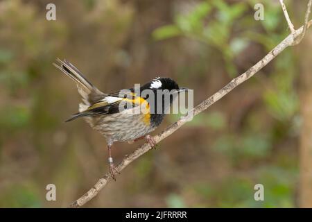 Male Stitchbird (Notiomystis cincta), also known as or hihi. Adult Male displaying with its white head plumes. A New Zealand Endemic bird found only o Stock Photo