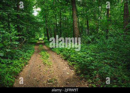 Dirt road through a beautiful green forest Stock Photo