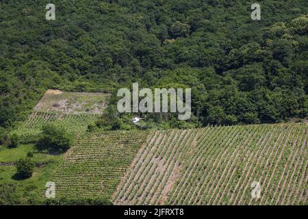 A helicopter spraying the vines on the hillside above the Mosel River, Germany Stock Photo