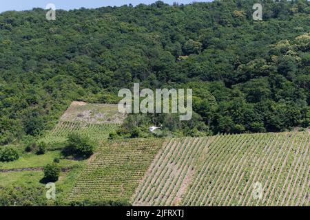 A helicopter spraying the vines on the hillside above the Mosel River, Germany Stock Photo