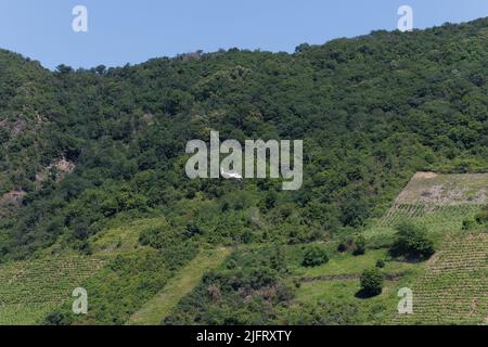 A helicopter spraying the vines on the hillside above the Mosel River, Germany Stock Photo