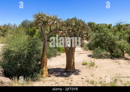 Two Quiver trees next to each other growing in desert sand in the Northern Cape, South Africa. Around them is shrubs growing. Stock Photo