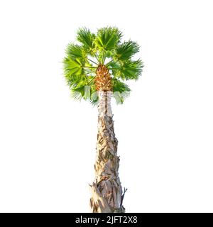 Green beautiful Washingtonia robusta filifera palm tree isolated on white background. Look up view Stock Photo