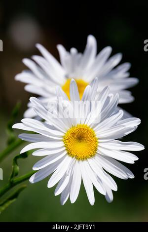 Oxeye daisy, dog daisy, marguerite. Bright flower heads. White and yellow on a dark background. Leucanthemum vulgare Stock Photo