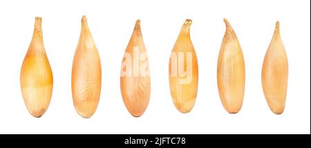 shallots onion path isolated on white Stock Photo