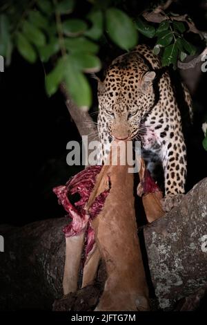 Zambia, South Luangwa National Park. African leopard (WILD: Panthera pardus pardus) with male impala kill in a tree.