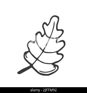 Single hand drawn oak leaf . Doodle vector illustration isolated Stock Vector