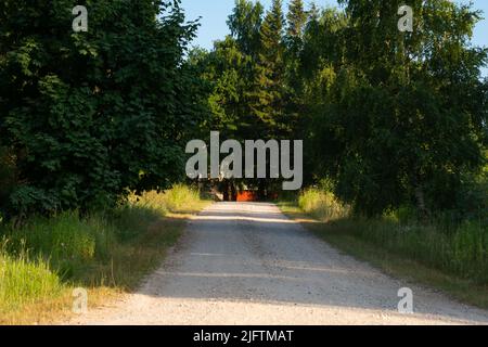 Straight dirt road through  forest Stock Photo