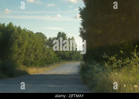 Straight dirt road through  forest Stock Photo