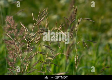 Beautiful green lawn freshly mowed with rain dew on grass and flowers Stock Photo