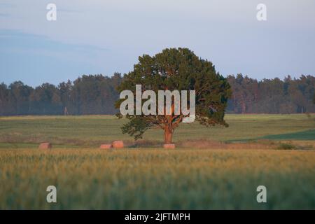 lonely  tree against blue sky in the field of wheat Stock Photo