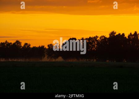 dramatic red sunset colors in the sky above trees and fields. summer sunset in latvia Stock Photo