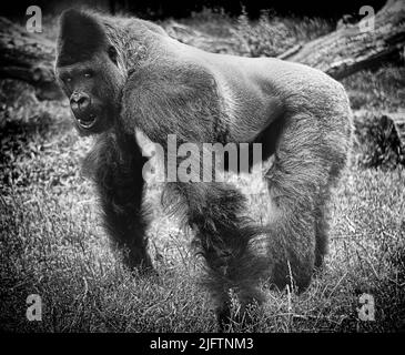 A beautiful shot of a gorilla in a forest in grayscale Stock Photo