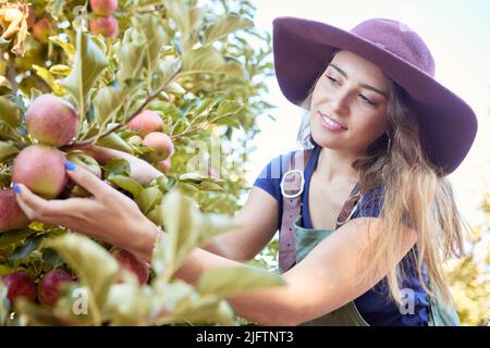 Young woman picking apples from a tree. Happy female farmer harvesting and grabbing fruits in an orchard from trees during harvest season on a farm Stock Photo