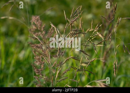 Beautiful green lawn freshly mowed with rain dew on grass and flowers Stock Photo