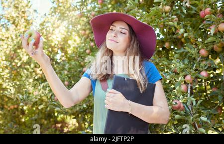 Female farmer inspecting produce on an apple farm standing in an orchard on a sunny day with a clipboard to take notes. Young farm worker holding Stock Photo