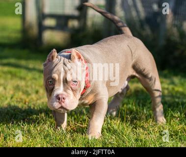 A pocket Lilac color male American Bully puppy dog is moving Stock Photo -  Alamy