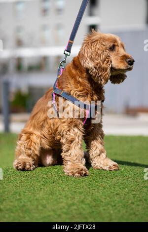 english cocker spaniel puppy in grass with blue colar Stock Photo