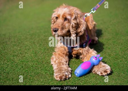 cavalier king charles spaniel with blue toy animal Stock Photo