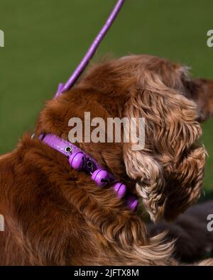 cute english cocker spaniel puppy with pink colar Stock Photo