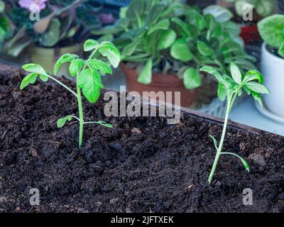 Young seedlings of tomatoes in a box Stock Photo
