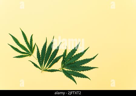 Cannabis leaves on yellow background with copy space. Hemp oil concept. Stock Photo