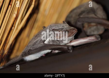 Mauritius-Grabfledermaus / Mauritian tomb bat / Taphozous mauritianus Stock Photo