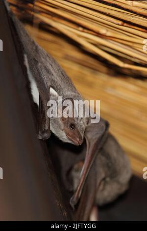 Mauritius-Grabfledermaus / Mauritian tomb bat / Taphozous mauritianus Stock Photo