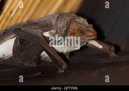 Mauritius-Grabfledermaus / Mauritian tomb bat / Taphozous mauritianus Stock Photo