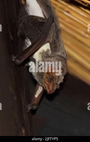 Mauritius-Grabfledermaus / Mauritian tomb bat / Taphozous mauritianus Stock Photo