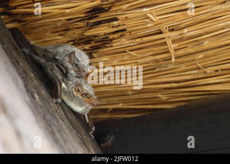 Mauritius-Grabfledermaus / Mauritian tomb bat / Taphozous mauritianus Stock Photo