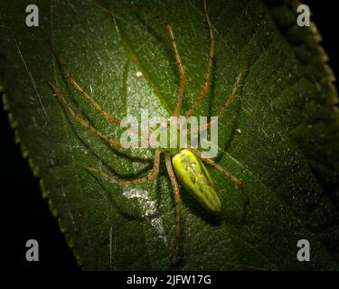 An overhead view of a Green Lynx spider on a leaf in the Florida Everglades. Stock Photo
