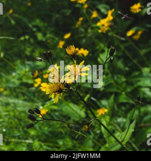 wildflowers with insect (marsh hawk's-beard and Melisceava auricolis) Stock Photo