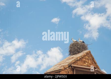 Two storks in their nest. Stock Photo