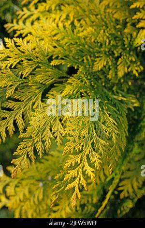 Occidental tree of life, Thuja occidentalis, close-up Stock Photo
