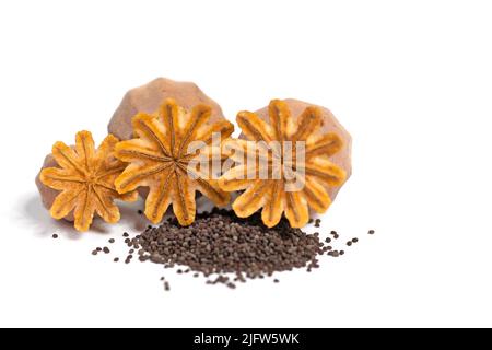 Dried  poppy capsules with seeds against white background Stock Photo