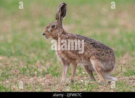 A close up detailed shot of a wild Brown Hare (Lepus europaeus) , out on the farmers spring barley crop. Suffolk, UK. Stock Photo