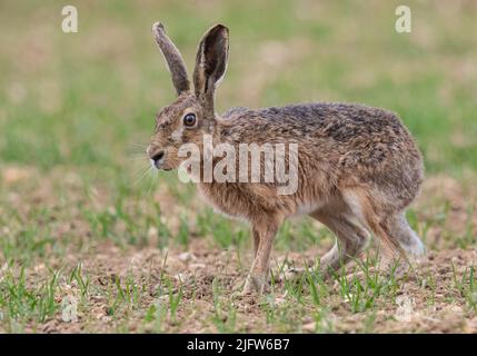 A close up detailed shot of a wild Brown Hare , Poised ready to run ,  on the farmers spring barley crop. Suffolk, UK. Stock Photo